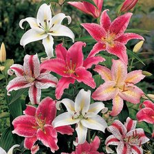 Схема вышивки «лилии»