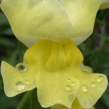 Схема вышивки «львиный зев»