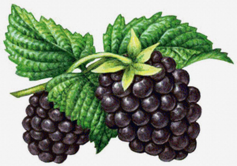 Ежевика - ягода, ягоды, на кухню - предпросмотр