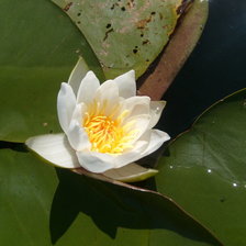 Схема вышивки «водяная лилия»