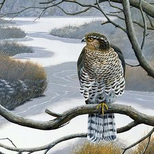 Схема вышивки «Ястреб»