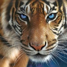 Схема вышивки «тигр»