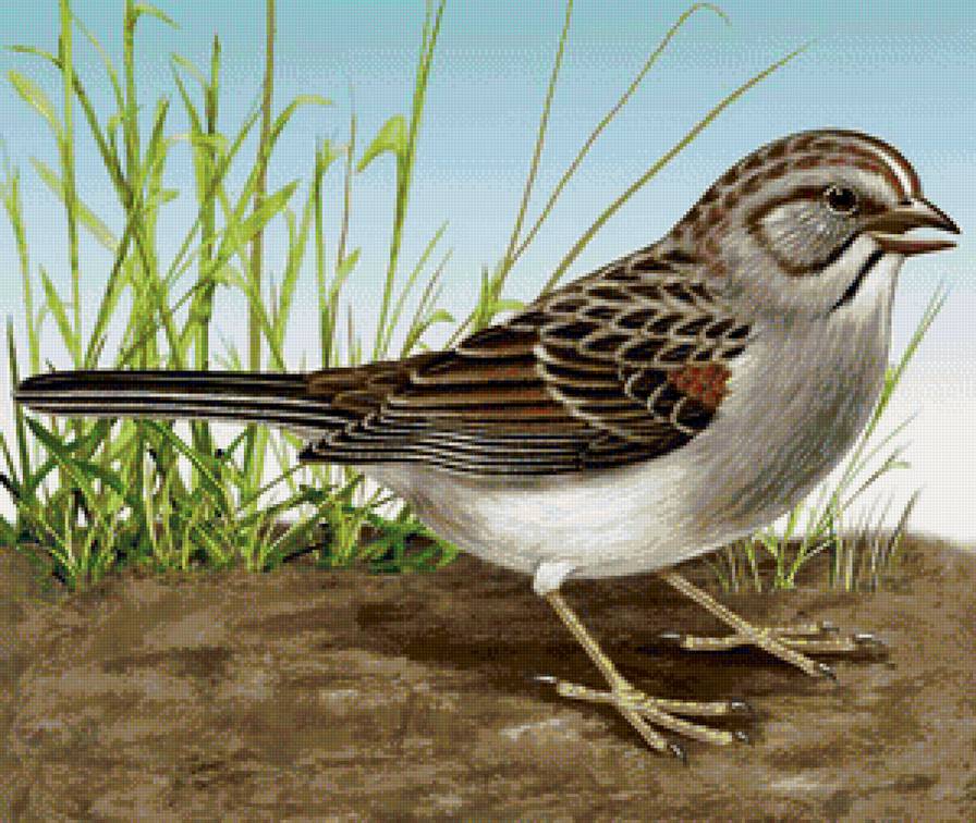 Серия "Пташка" - воробей, птичка - предпросмотр