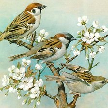 Схема вышивки «Птички на ветке»