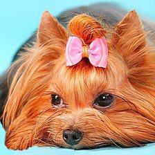 Схема вышивки «Йорк»