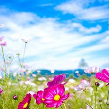 Схема вышивки «лето»