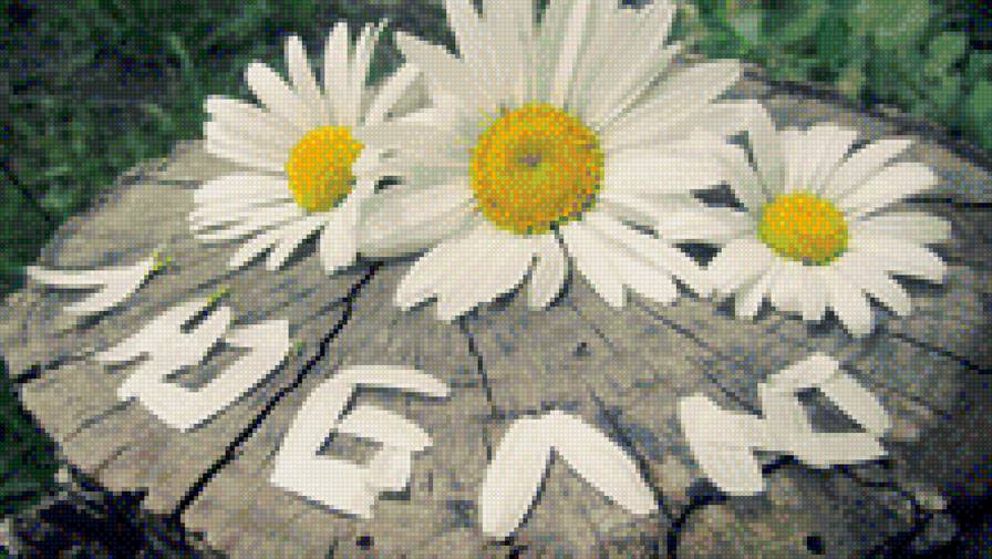 Ромашки - ромашки, цветы, любовь - предпросмотр