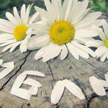 Схема вышивки «Ромашки»