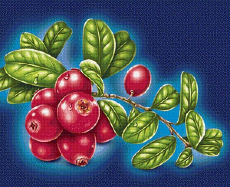 ягоды - брусника - предпросмотр