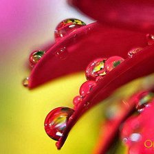 Схема вышивки «роса»