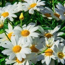 Схема вышивки «ромашки»