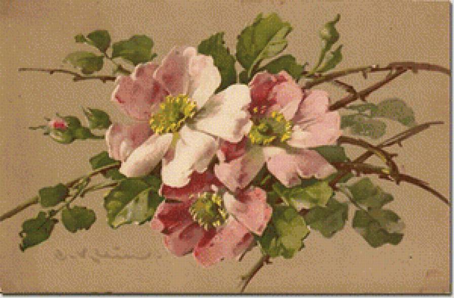 Шиповник цветущий - вышивка крестом - предпросмотр