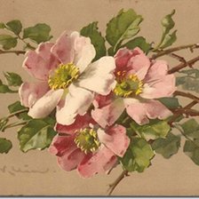 Схема вышивки «Шиповник цветущий»