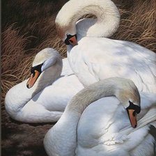 Схема вышивки «№1189910»