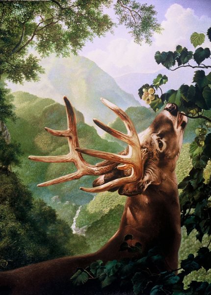 олень - животные - оригинал