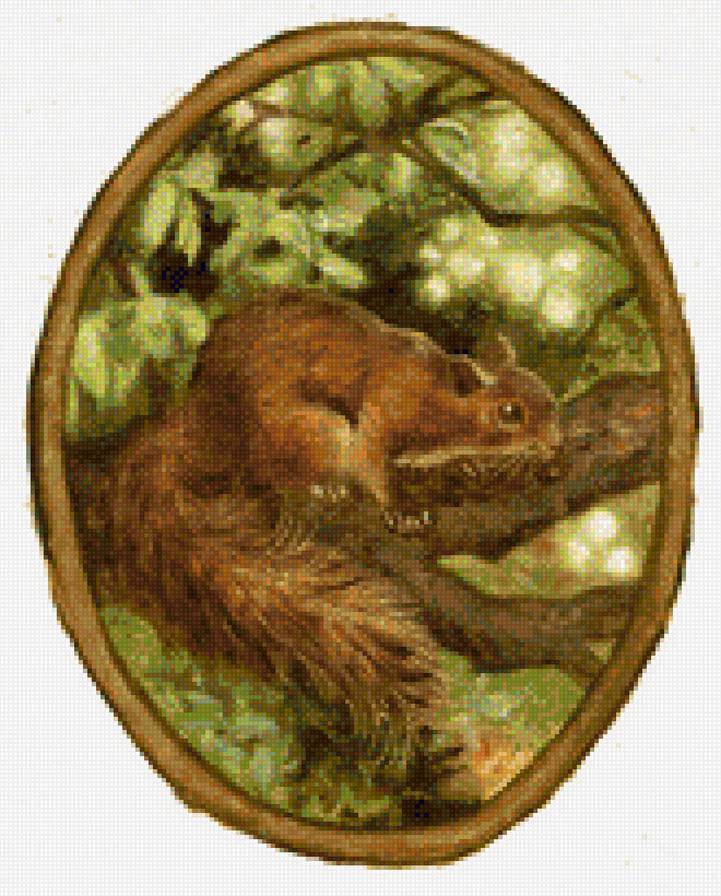 белка - животные - предпросмотр