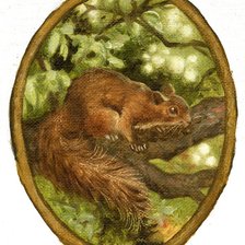 Схема вышивки «белка»