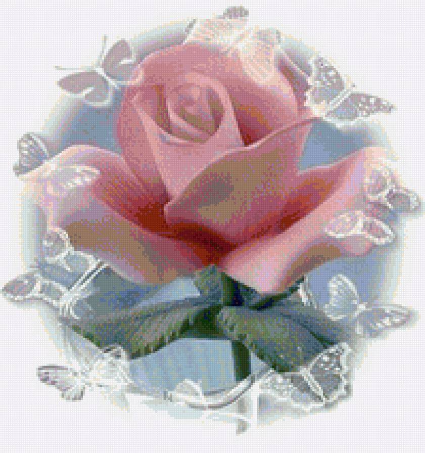 роза нежность - цветы - предпросмотр