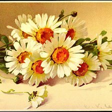 Схема вышивки «Ромашки»