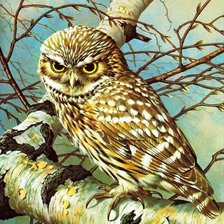 Схема вышивки «сова»