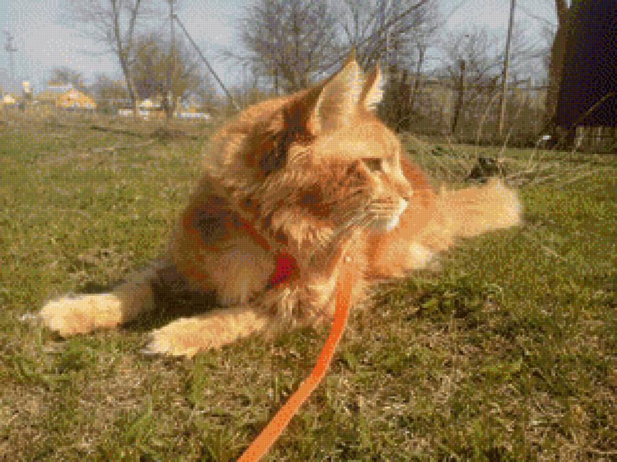 сэмочка - мейн кун - предпросмотр