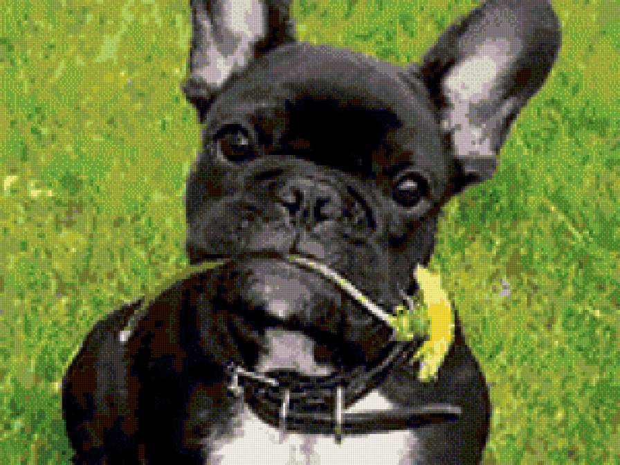 Французский бульдог с одуванчиком - бульдог собака французский - предпросмотр