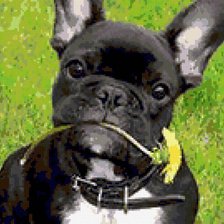 Схема вышивки «Французский бульдог с одуванчиком»