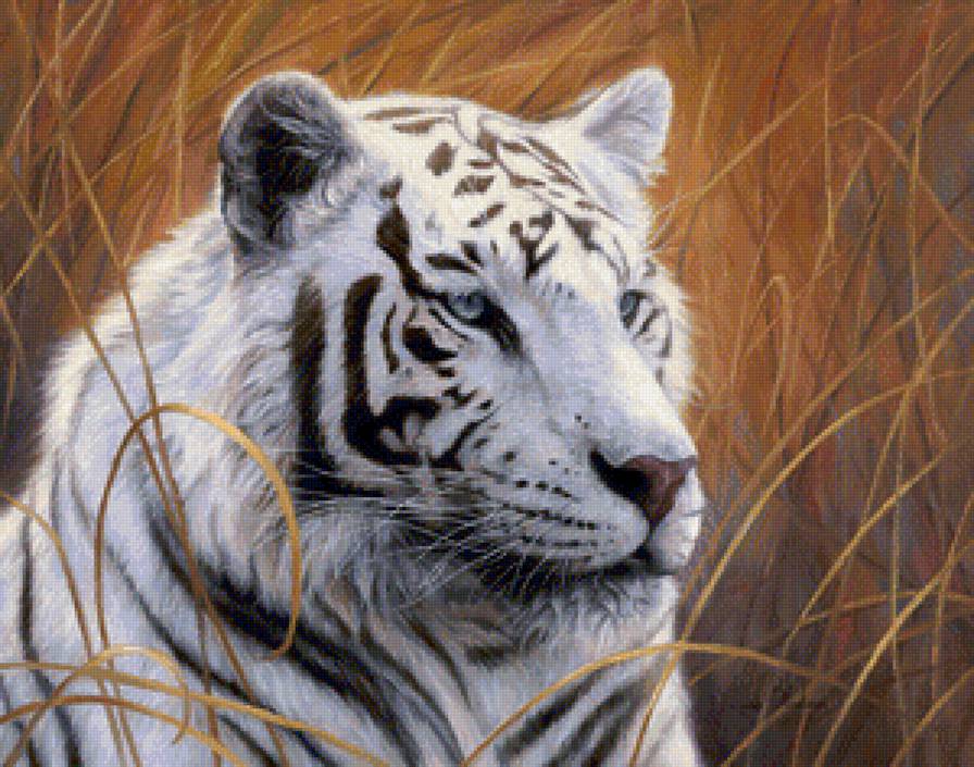 тигр - животные, звери, тигры - предпросмотр