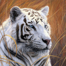 Схема вышивки «тигр»