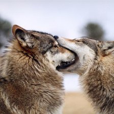 Схема вышивки «Волки»