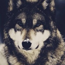 Схема вышивки «Волк»