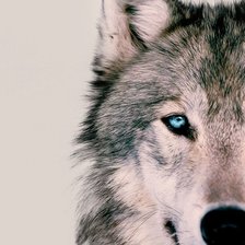 Схема вышивки «Волк»