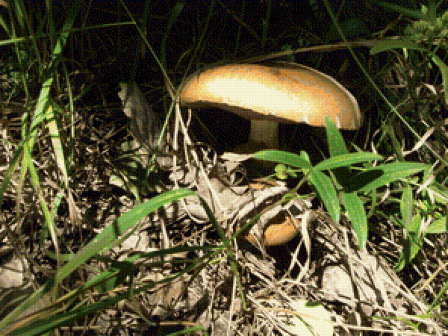 гриб - гриб - предпросмотр