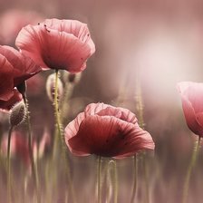 Схема вышивки «маки»