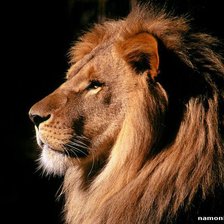 Схема вышивки «Само совершенство»