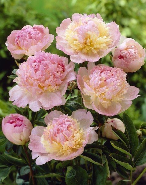 пионы - цветы, пион - оригинал