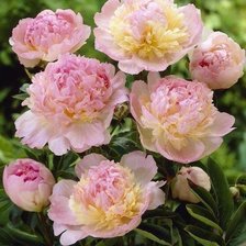 Схема вышивки «пионы»