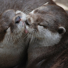 Очаровательные выдры