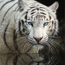 Схема вышивки «Взгляд хищника»