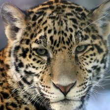 Схема вышивки «леопард»