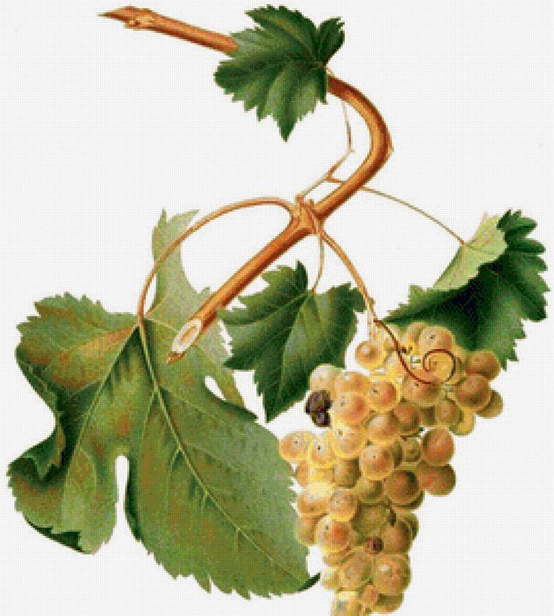 виноград - виноград, фрукты - предпросмотр