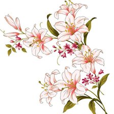 Схема вышивки «Лилии»