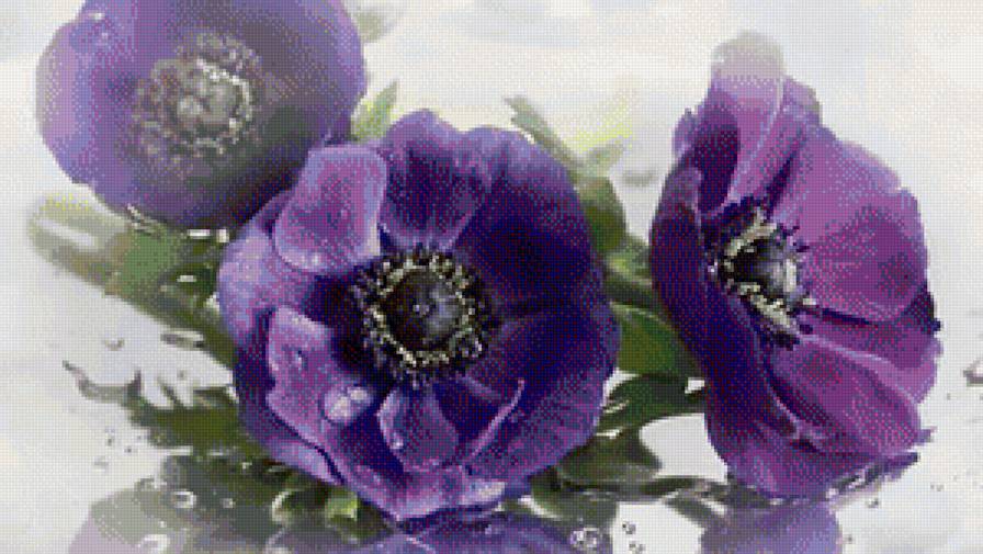 Маки голубые - маки, голубые цветы - предпросмотр