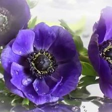 Маки голубые