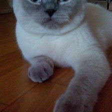 Схема вышивки «Шотландец пойнт»