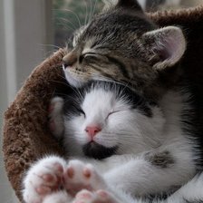 Схема вышивки «Кошки»