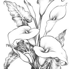 Схема вышивки «Каллы»