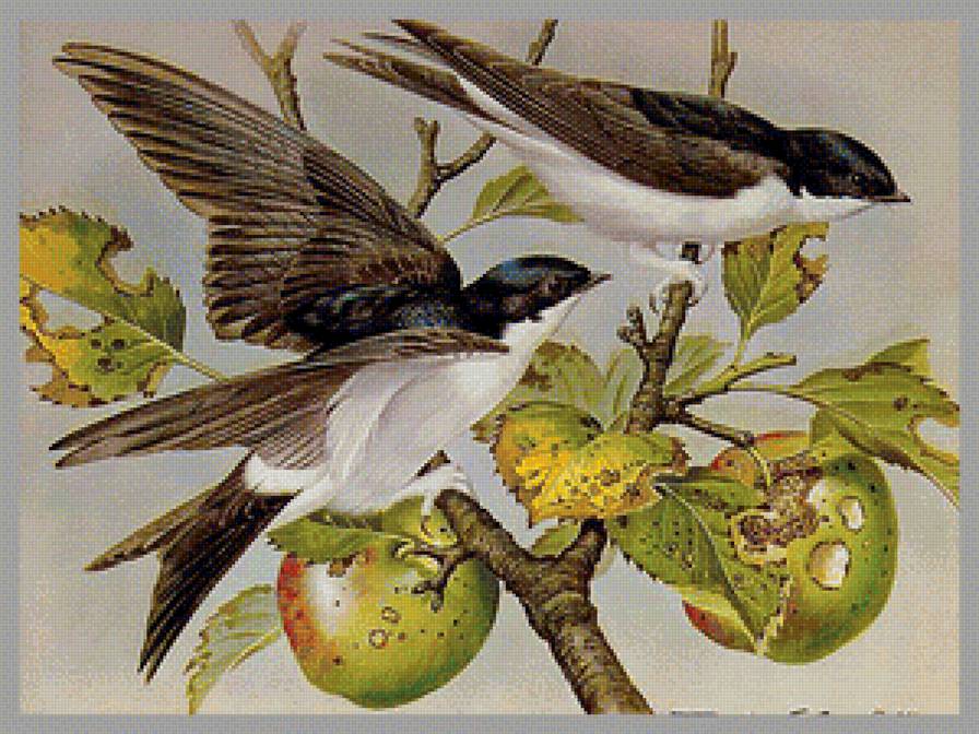 Серия птицы - вышивка крестом - предпросмотр