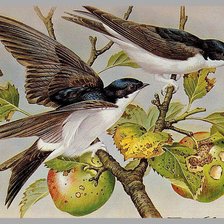 Серия птицы