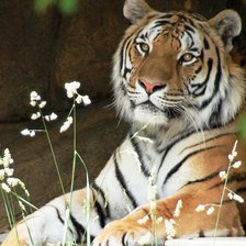 Схема вышивки «Тигр»